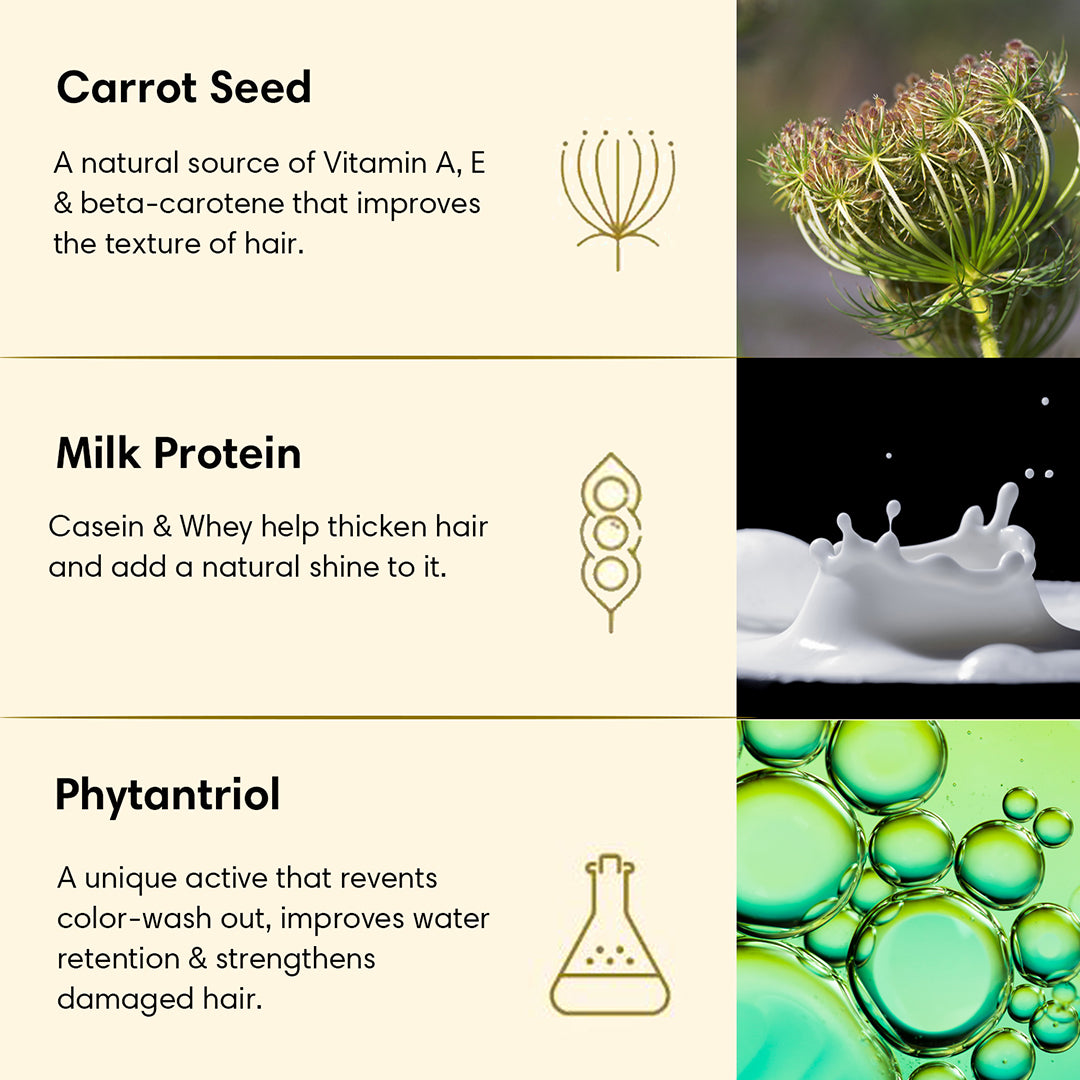 COLOUR TREATED Hair Cleanser | Shampoo | Hair Carrot Seed & Milk Protein - 200ml - Hair Cleanser